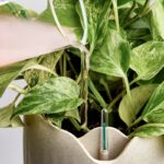 How Neoplants Are Revolutionizing Clean Air for Our Homes